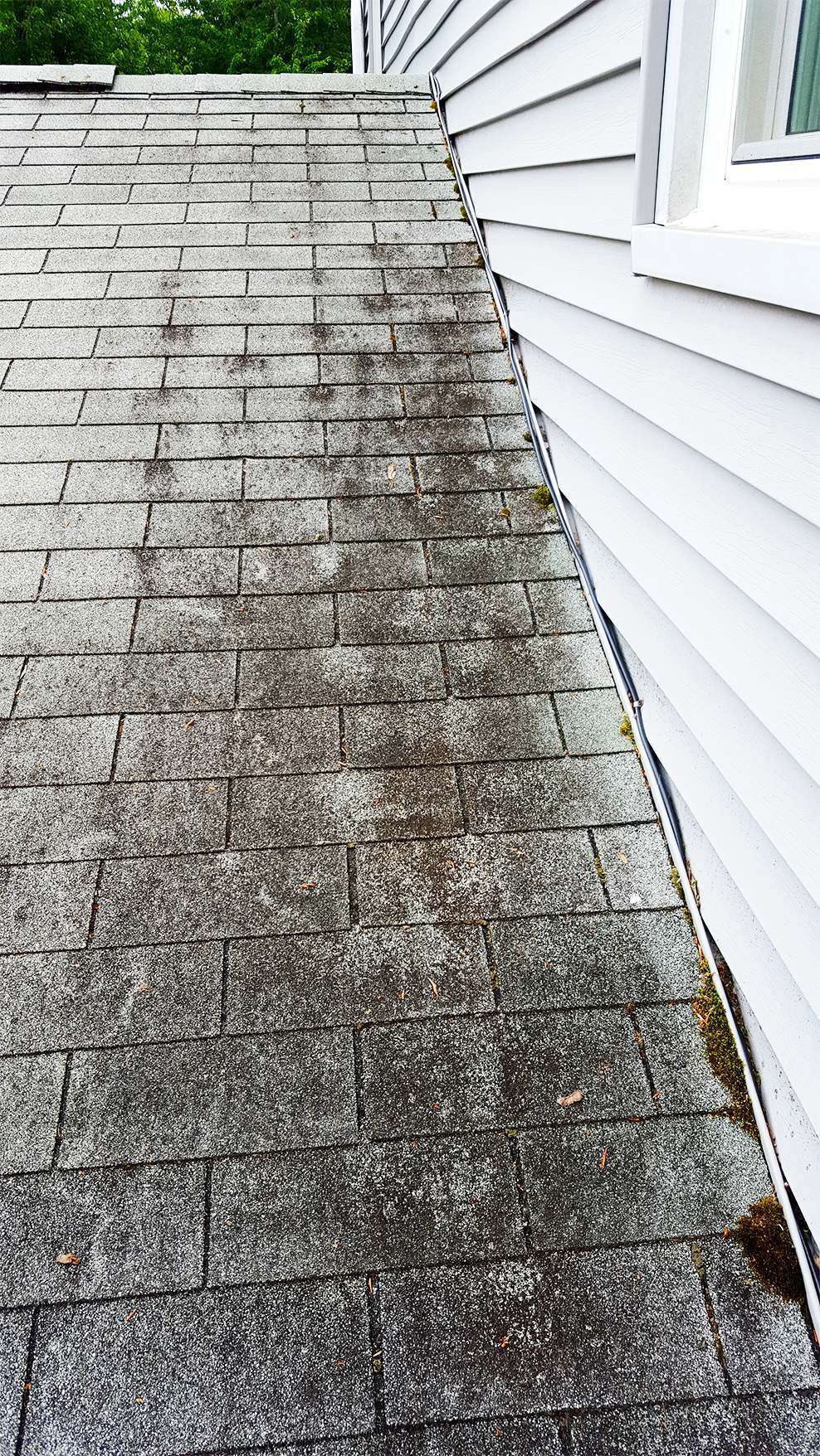 Mold build up on roof