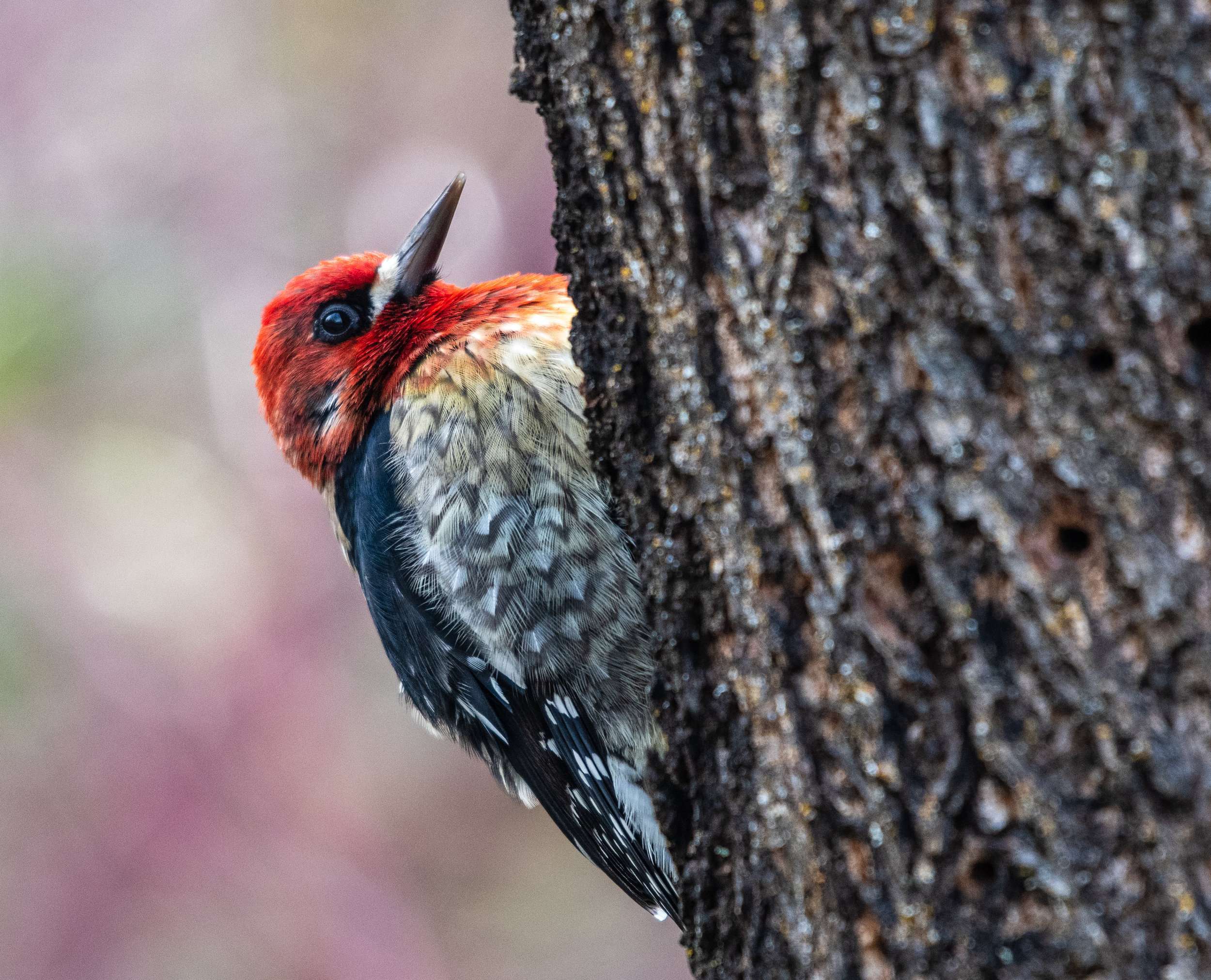 Wood pecker