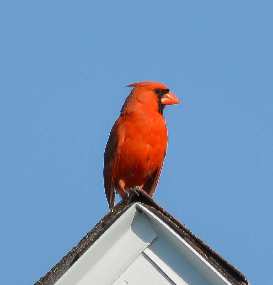 Bird Perched on Asphalt Shingle Roof