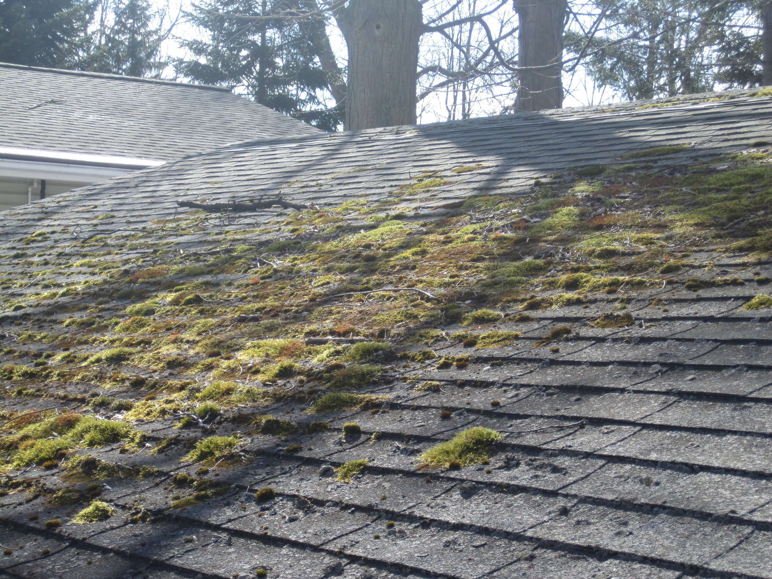 Moss covered roof