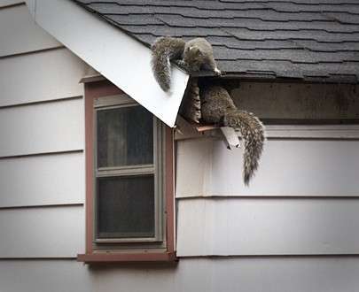 Racoon damaging gutters